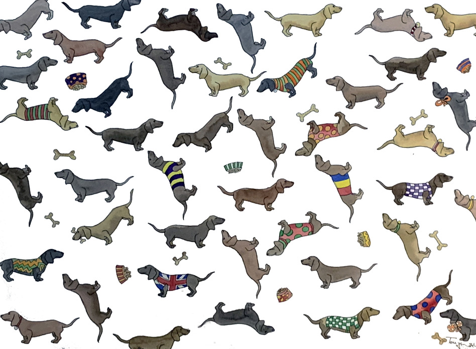 Dachshund