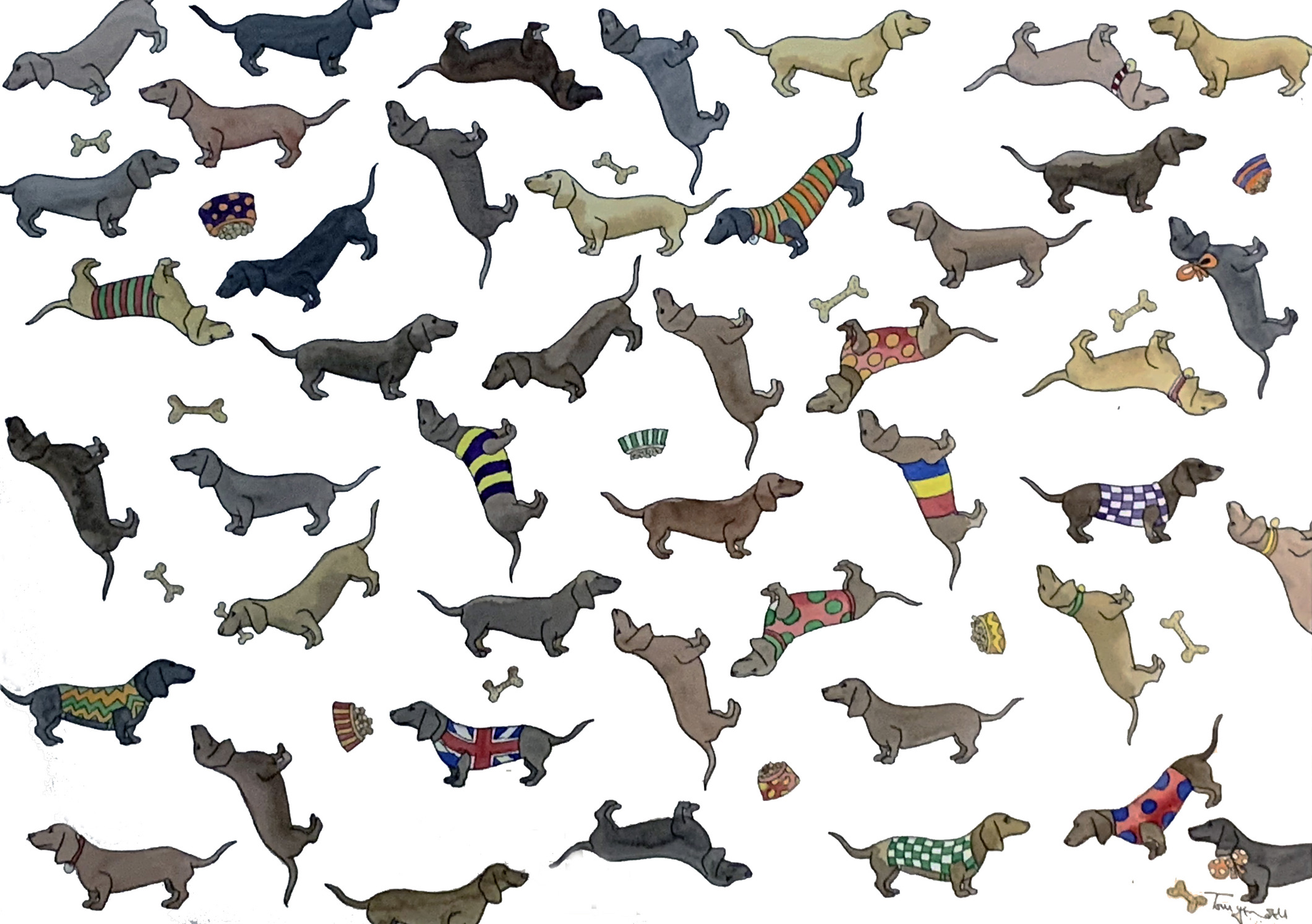 Dachshund