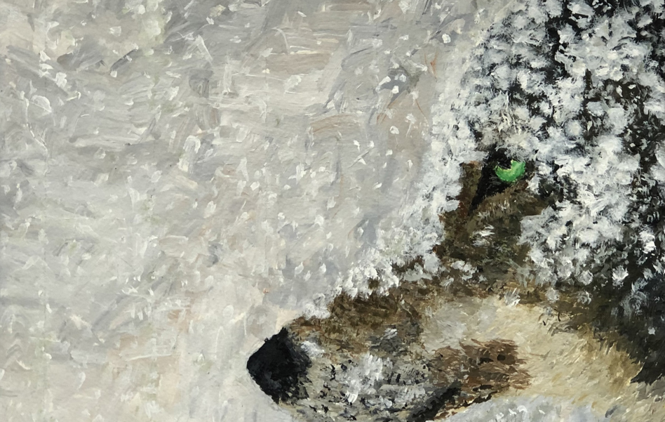 Wolf In Snow